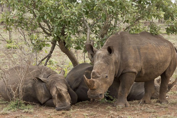 White Rhinoceros