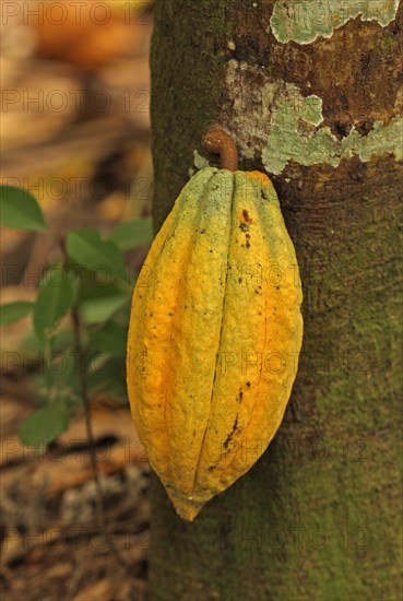 Cocoa harvest