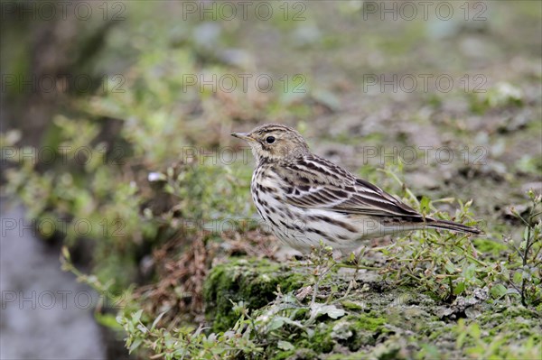 Red-throated pipit