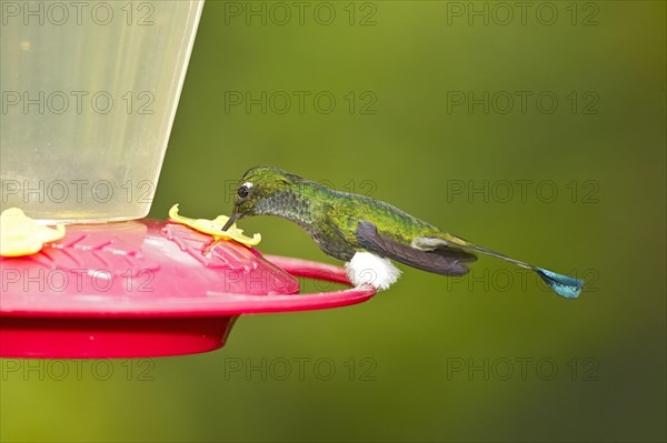 Booted Racket-tail