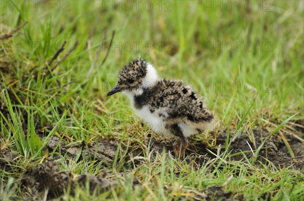 Northern northern lapwing