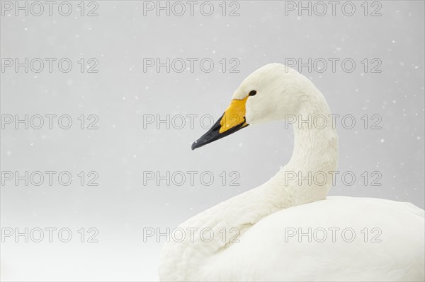 Adult whooper swan