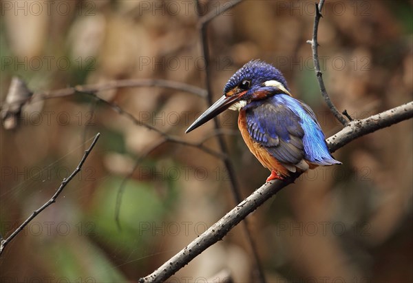 Blue-eared Kingfisher