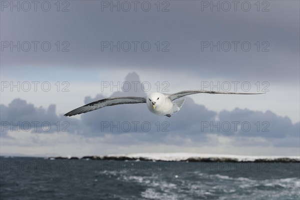 Northern Fulmar