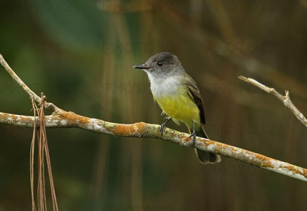 Black-capped Flycatcher