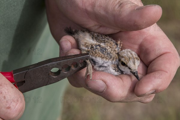 Little ringed plover chick