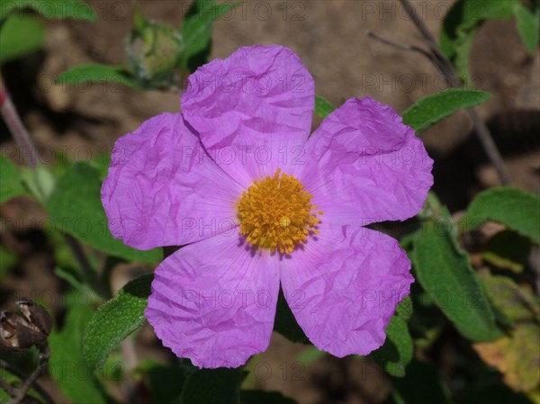 Large Pink Cistus