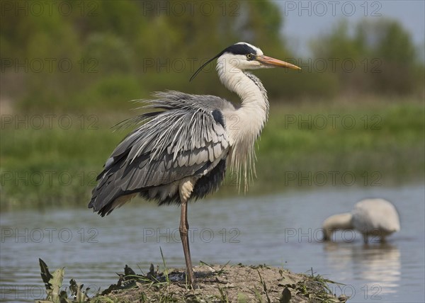 Grey Heron