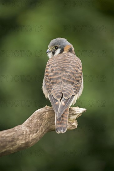 American Common Kestrel