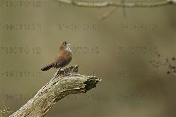Cetti's Warbler