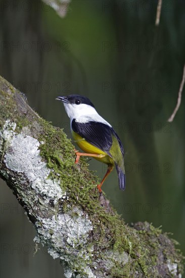 White half-moon manakin