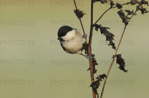 Willow Tit