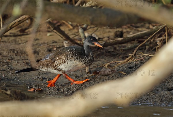 African Finfoot