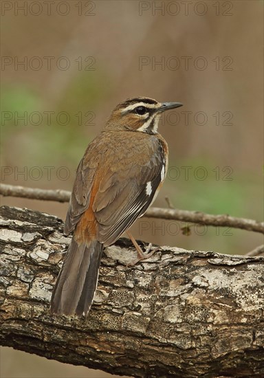 Eastern Bearded Scrub-robin