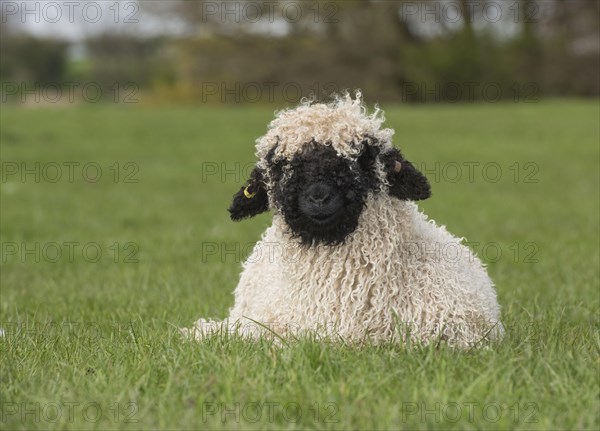 Valais Blacknose Sheep