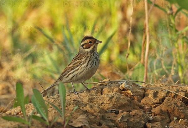 Little buntings