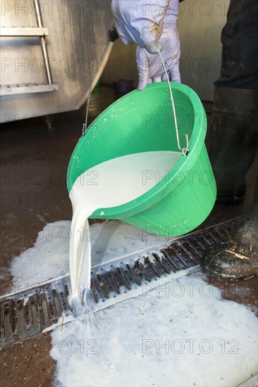 Farmers pour buckets of milk down the drain as it is worth nothing