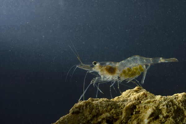 Pond shrimp