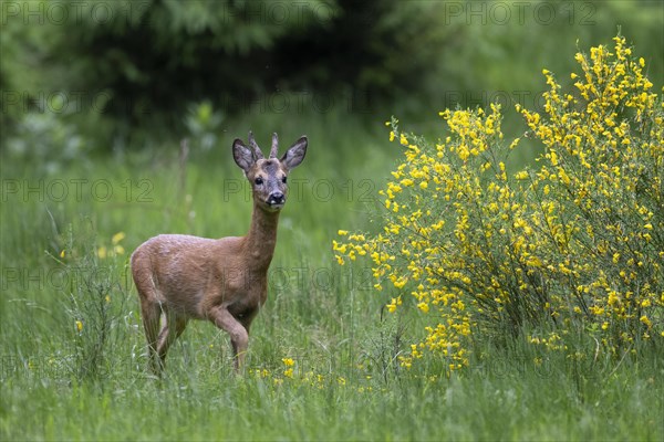 European roe deer