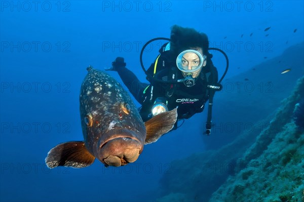 Dusky grouper