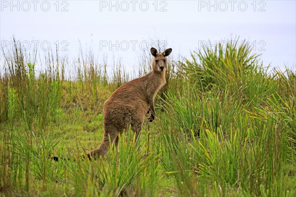 Eastern grey kangaroo