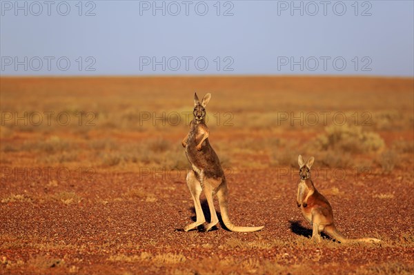 Red Kangaroo