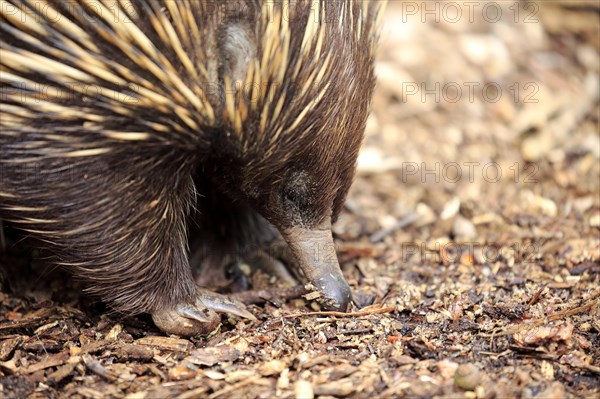 Echidna