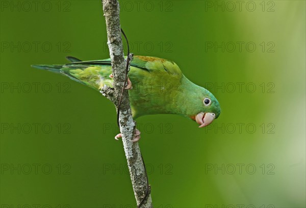 Orange-chinned Parakeet