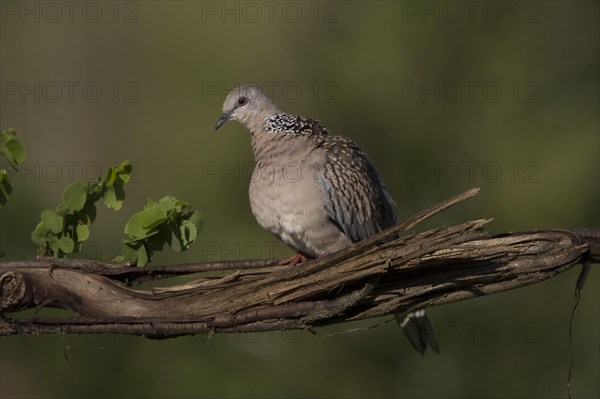 Ceylonensis