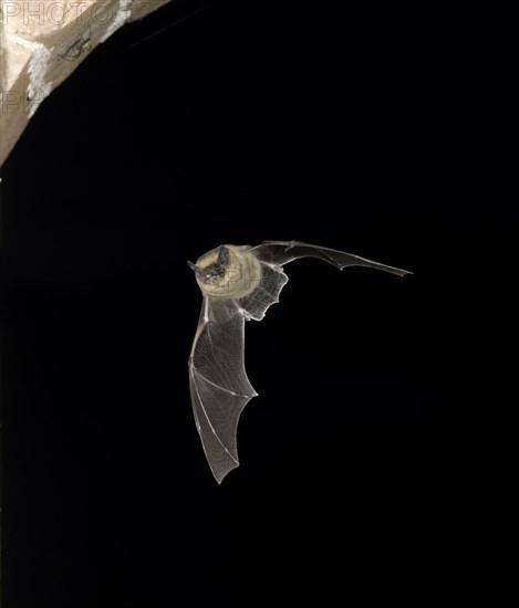 Kuhl's pipistrelle