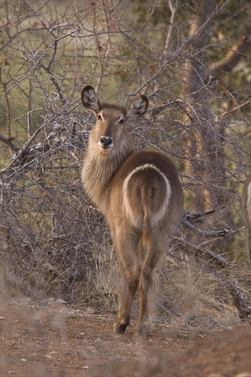 Waterbuck