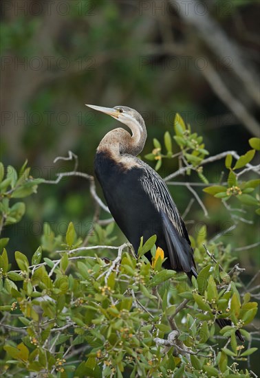 African Darter