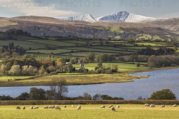 View of sheep grazing