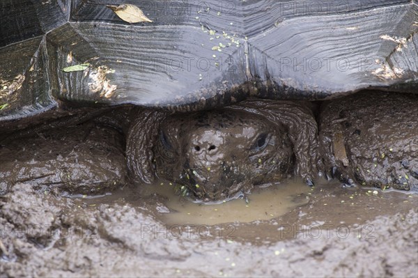 Testudo elephantopus porteri porteri porteri