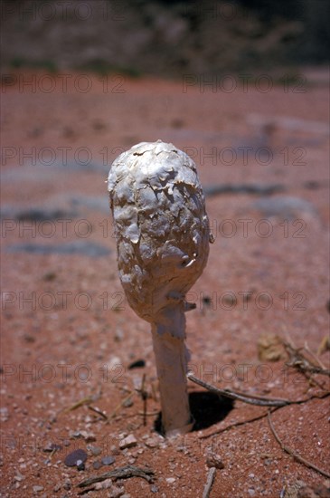 (Podaxis pistillaris) is a very distinctive relative of the puffballs found in deserts, this one photographed at Wadi Rum, Jordan, Asia