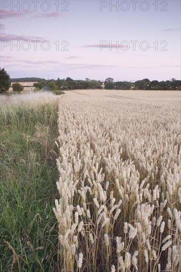 Wheat