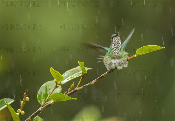 Green-crowned Hummingbird