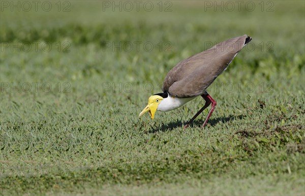 Masked Lapwing