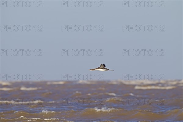 Black-throated Diver