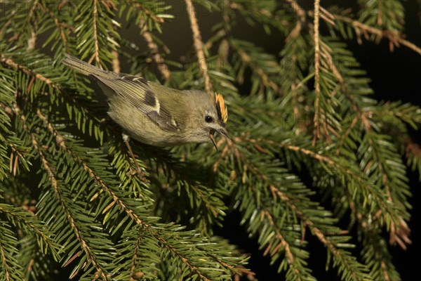 Goldcrest