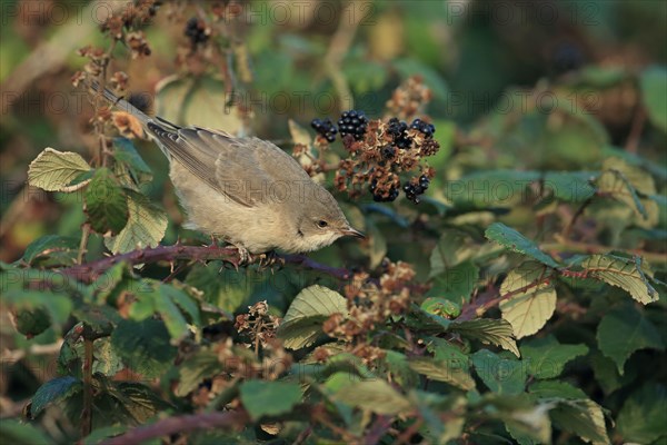 Barred warbler