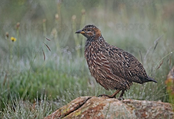 Red-winged Francolin