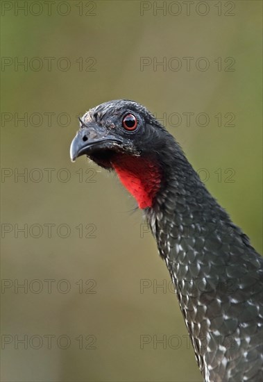 Dusky-legged Guan