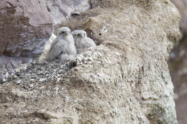 Kestrel chick