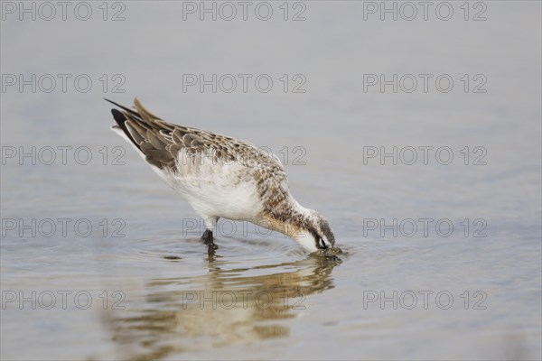 Wilson's Phalarope