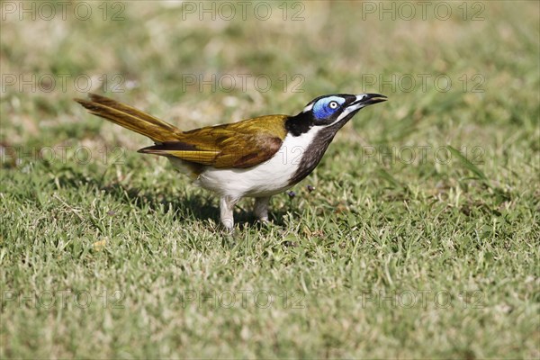 Blue-faced Honeyeater