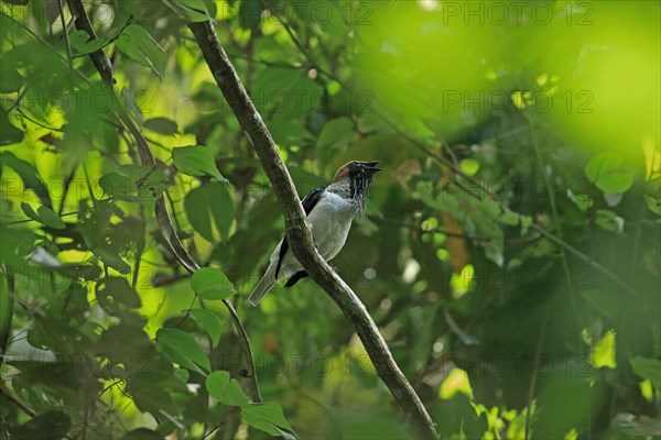 Bearded Bellbird