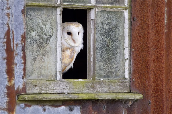 Common barn owl