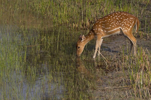 Spotted Deer