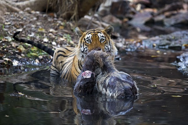 Indian Tiger